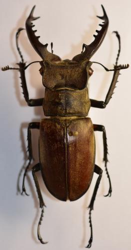 Réf. 248 355 : Lucanus dybowskyi taiwanus